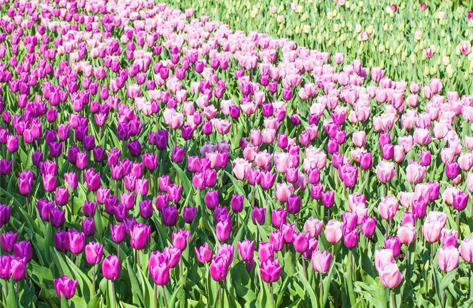 Tulpen im Garten – der bunte Wahnsinn 