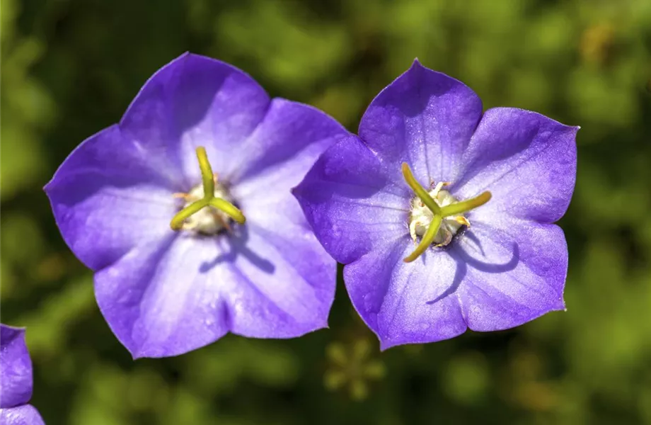 Die Glockenblume: die Vielfalt in einer Pflanze