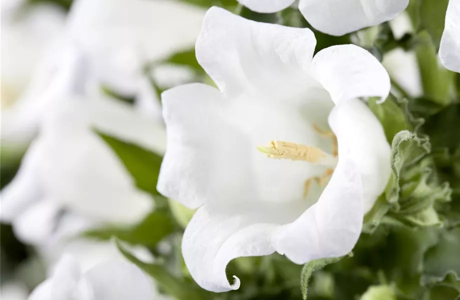 Die Glockenblume: die Vielfalt in einer Pflanze