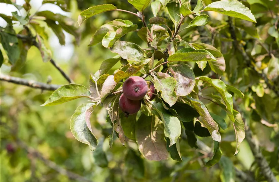 Obstbäume brauchen Sommerschnitt für die optimale Ernte