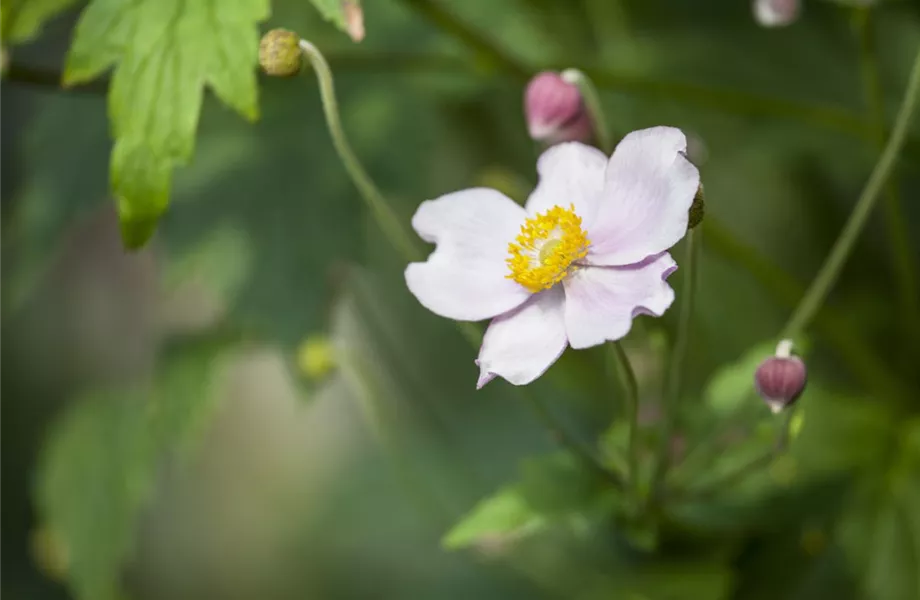 Anemonen – zarte Windröschen im Garten