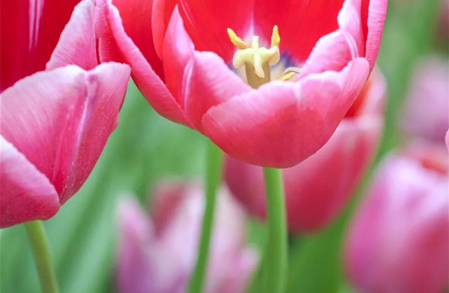 Tulpenzwiebeln einpflanzen – Beetgestaltung mit Tulpen