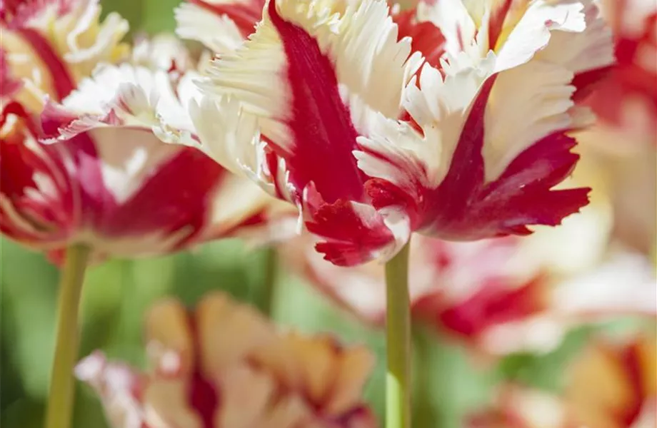Tulpen pflanzen: Farbe für den Frühling