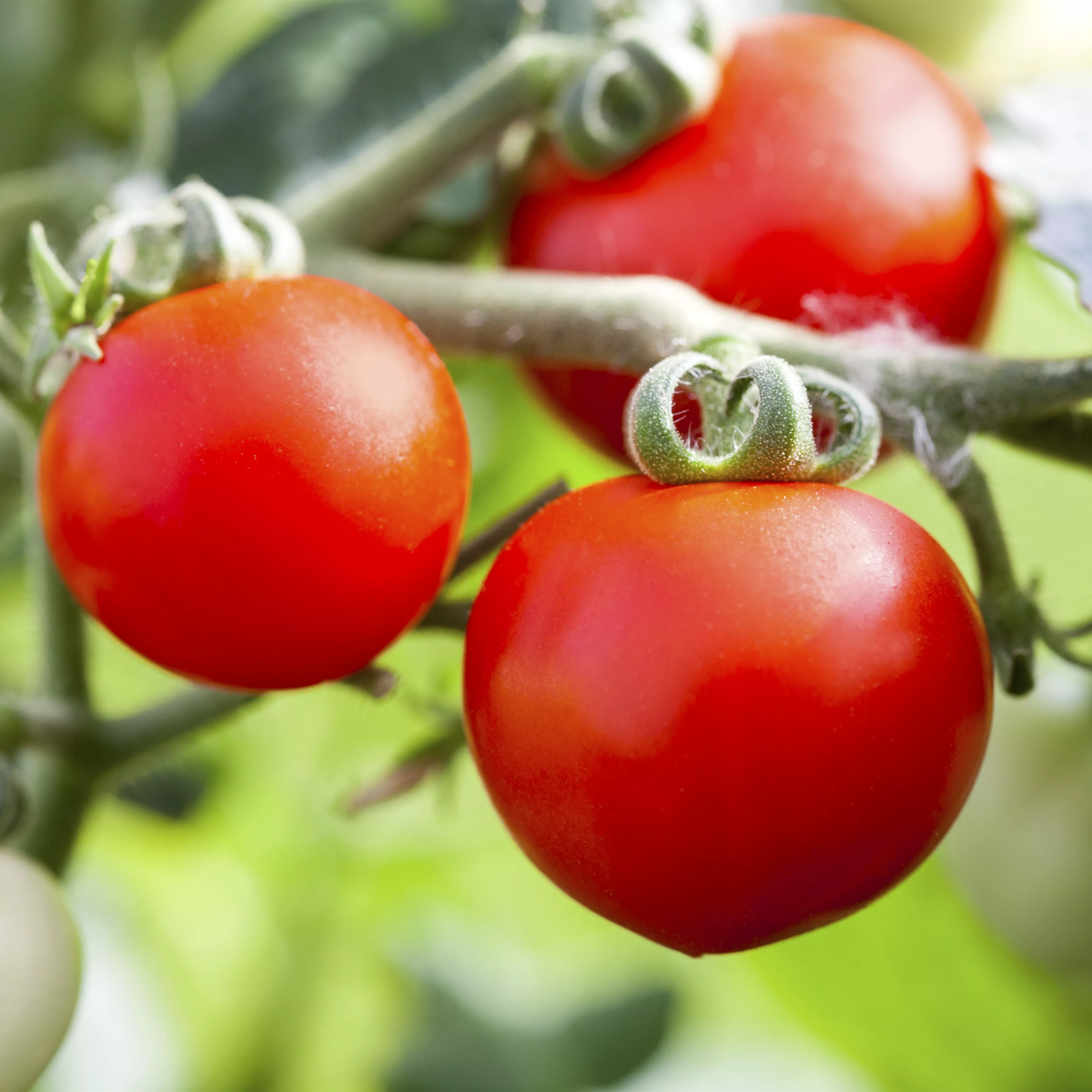 Tomaten: So geling Anzucht und Ernte