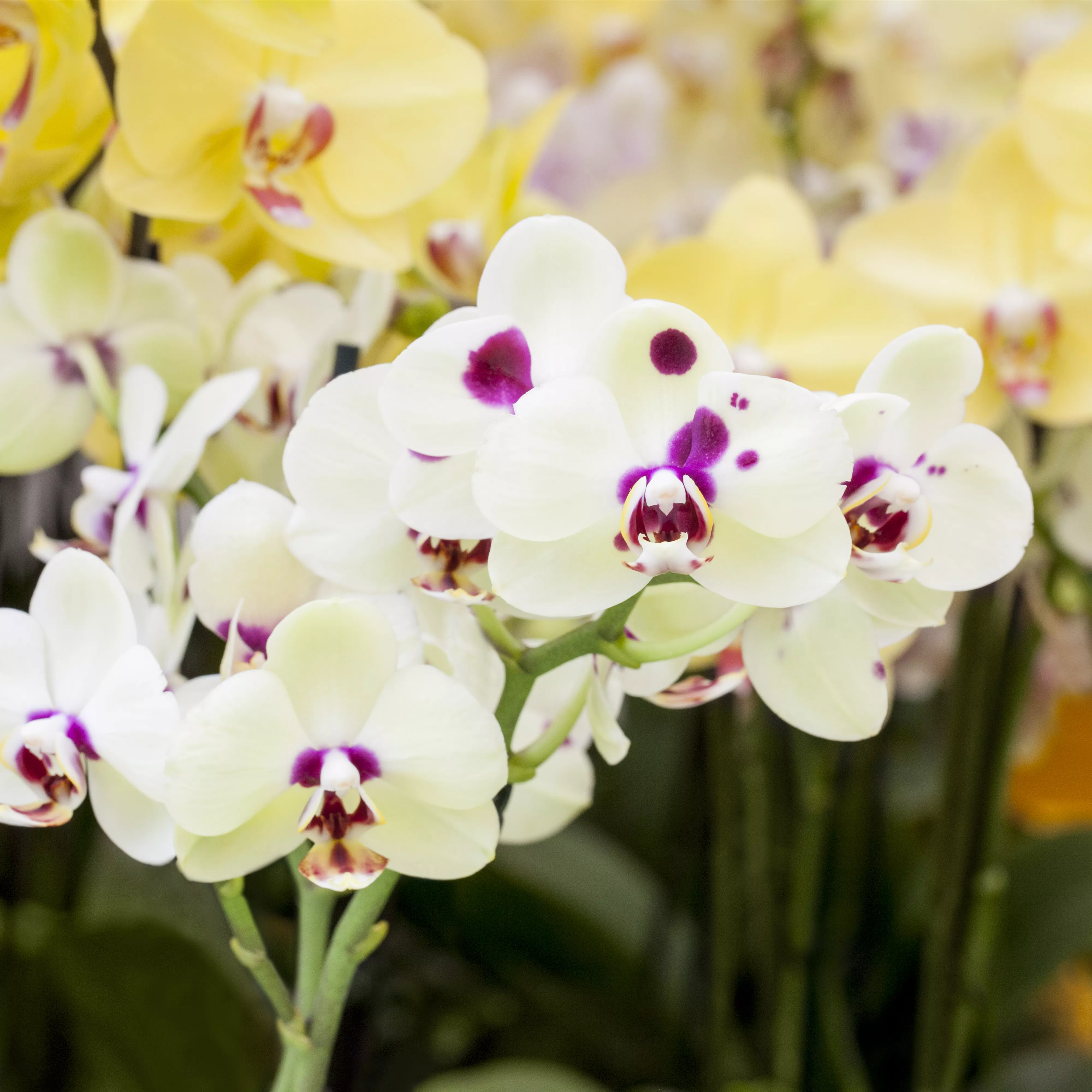 Orchideen: Freilandaufenthalt im Sommer