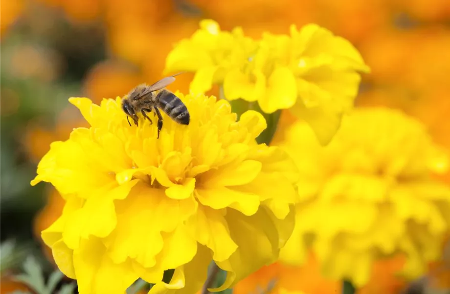 Frühblüher – das Frühlingsbuffet für Biene und Co.