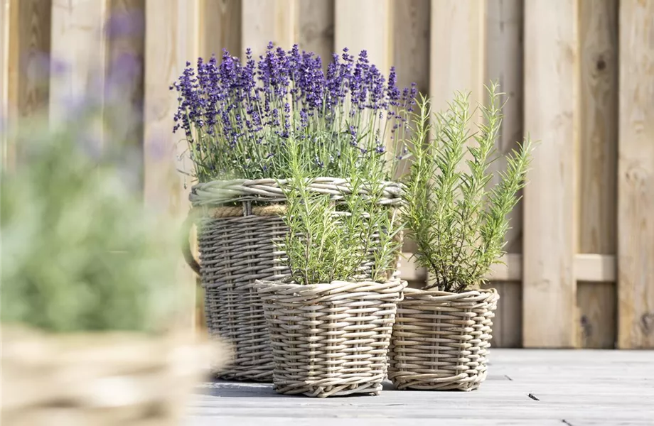 Mit Urban Gardening vom Balkon zur Kräuter-Oase