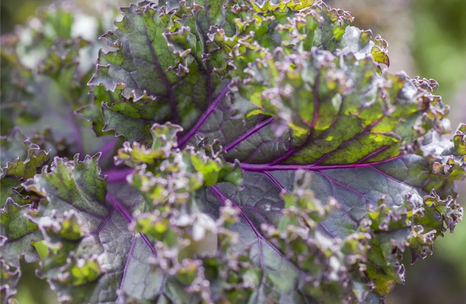 Frisches und leckeres Gemüse aus dem eigenen Garten