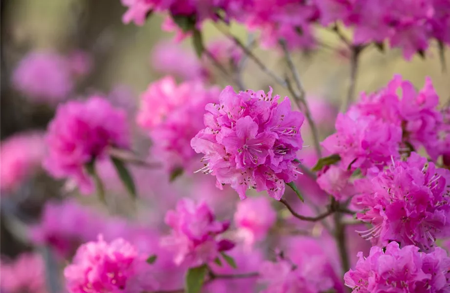 Der Rhododendron – der stilvolle Klassiker