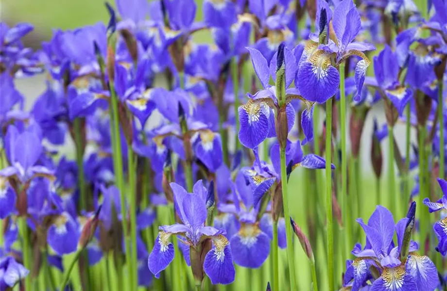 Farbe bekennen macht im Garten richtig Spaß!