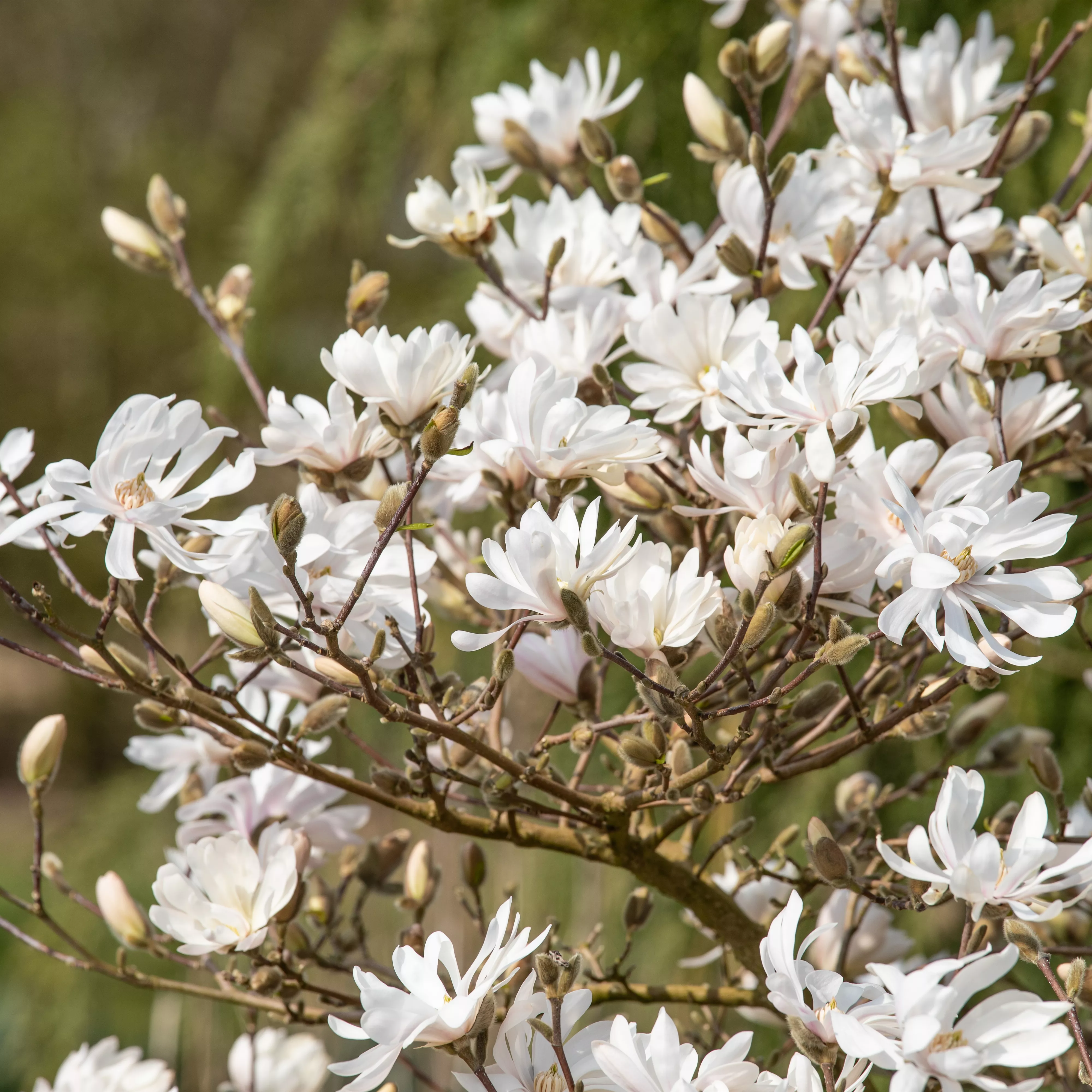 Frühblühende Gehölze – Ziemlich coole Gartenbewohner