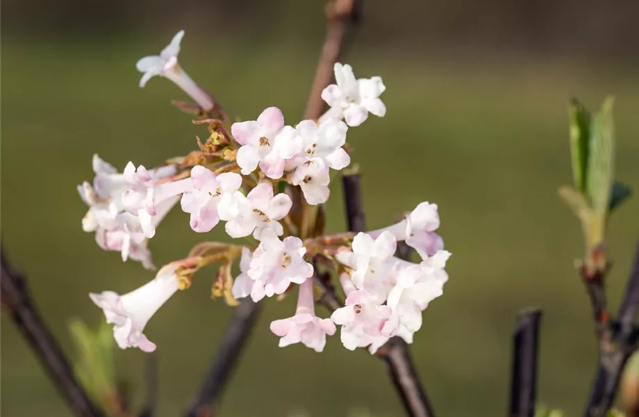 Frühblühende Gehölze – Ziemlich coole Gartenbewohner