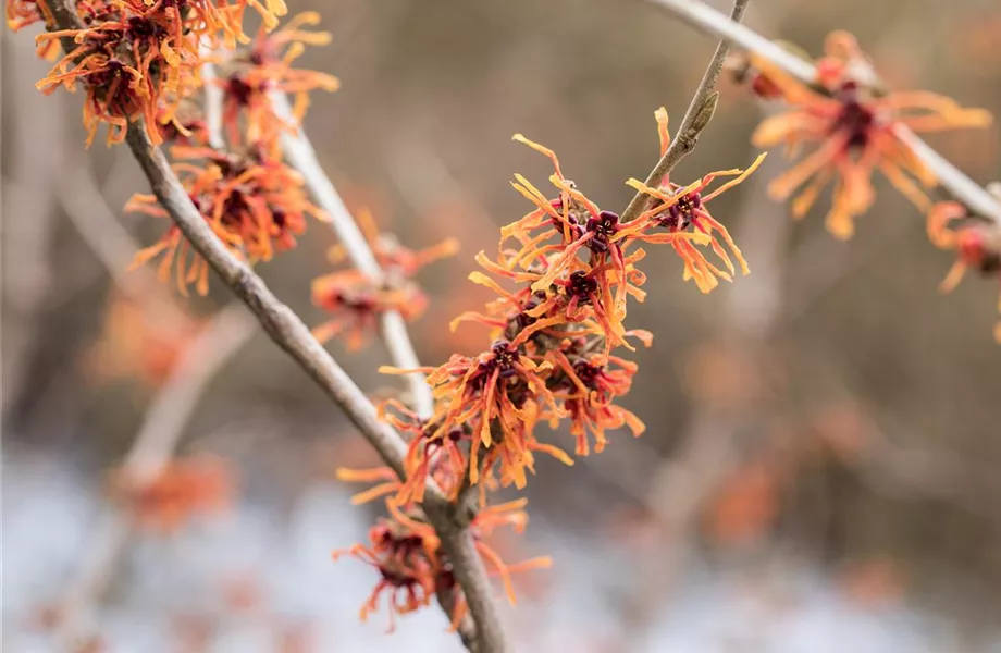 Frühblühende Gehölze – Ziemlich coole Gartenbewohner