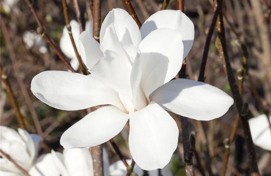 Frühblühende Gehölze – Ziemlich coole Gartenbewohner