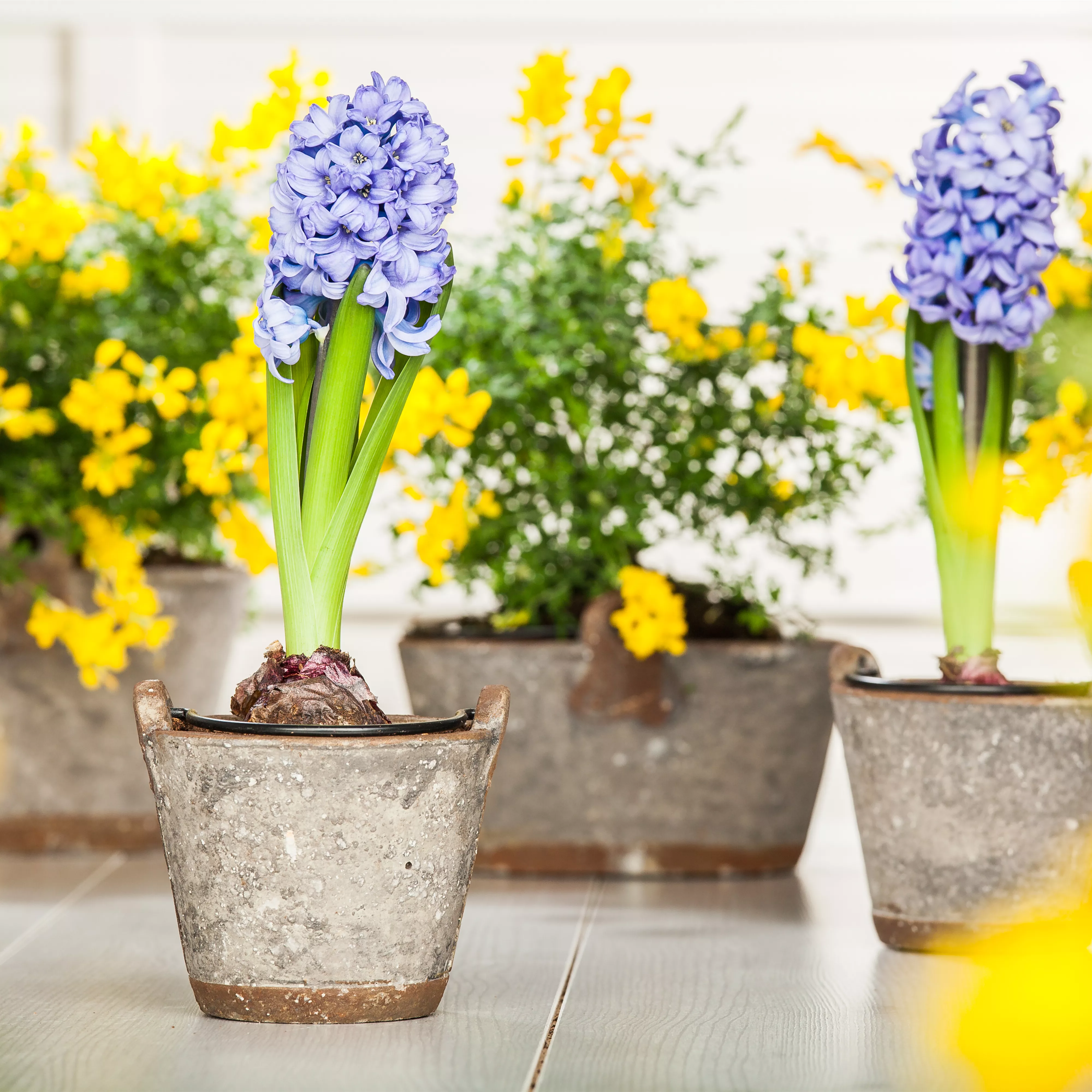 Hyazinthe, Krokus und Co. – der Frühling wird bunt