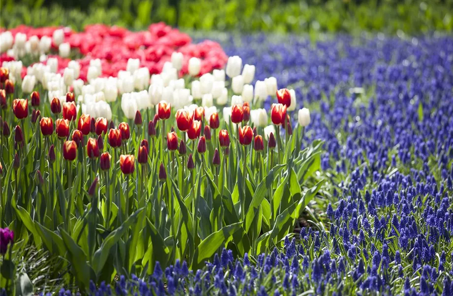 Blumenzwiebeln – kleine Zwiebeln mit großer Wirkung