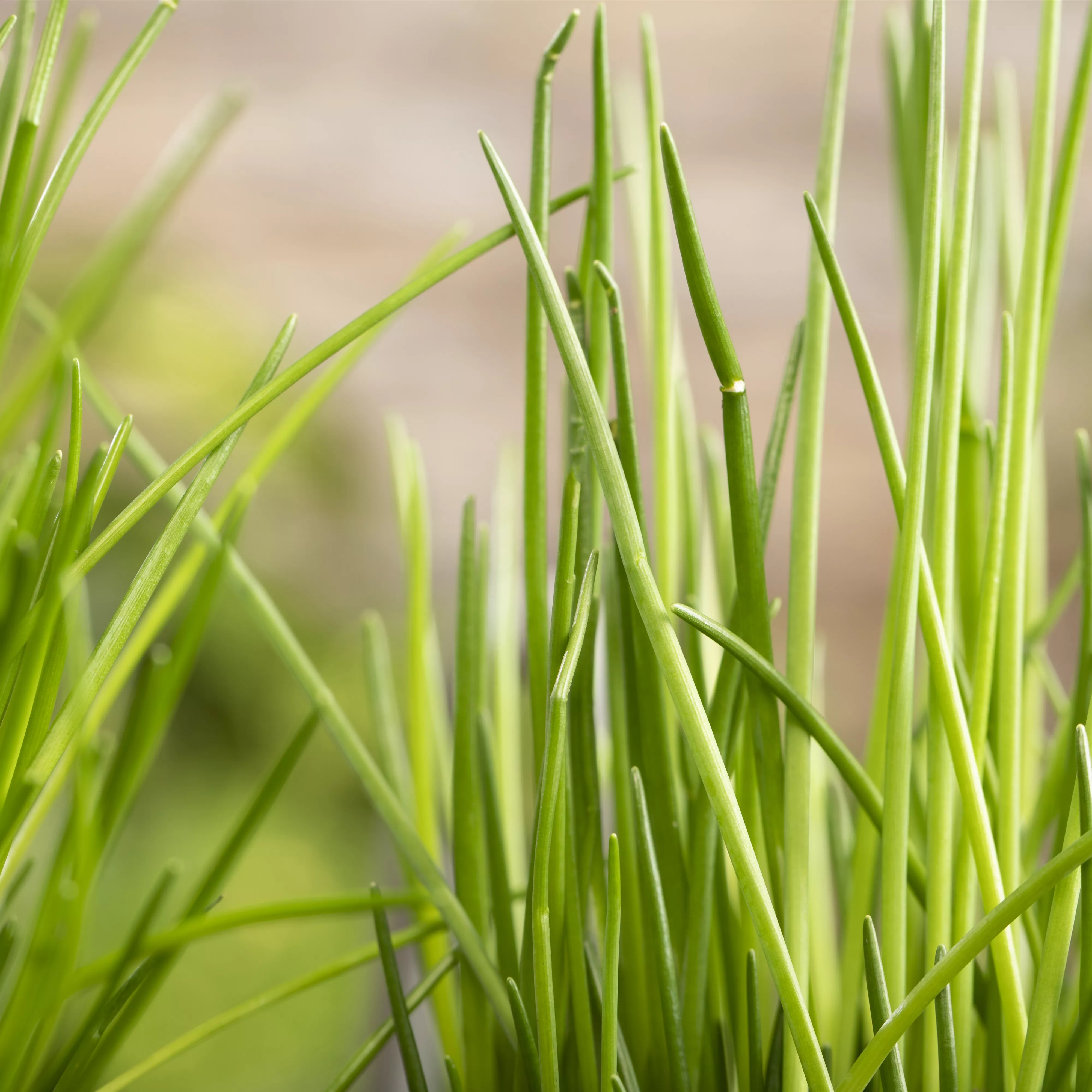 Kräuter schmücken jeden Garten