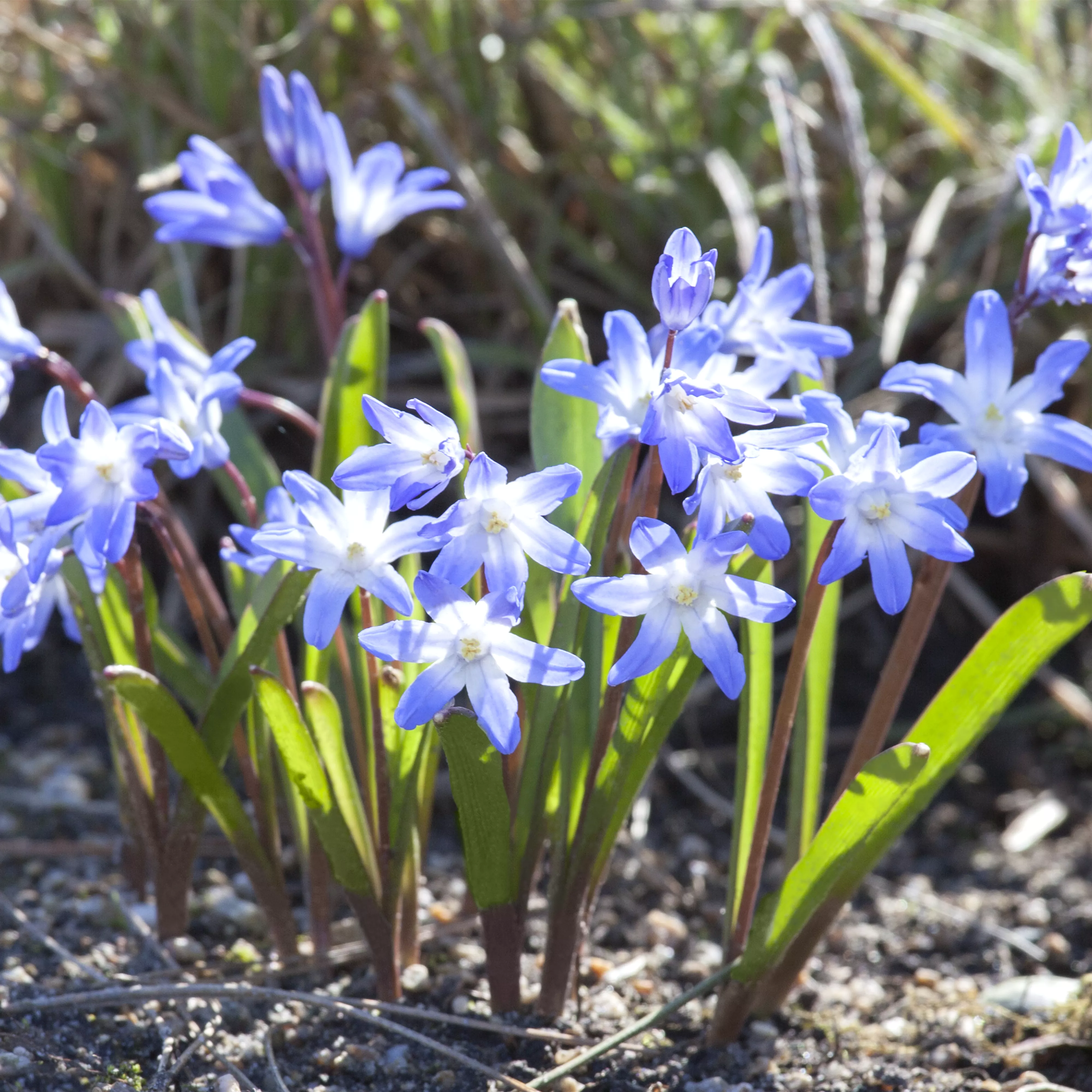 Blumenzwiebeln im Steingarten – So gelingt die Farbenpracht