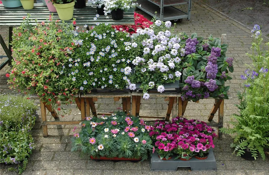 Bereit für den Sommer – Balkon und Garten blühen richtig auf