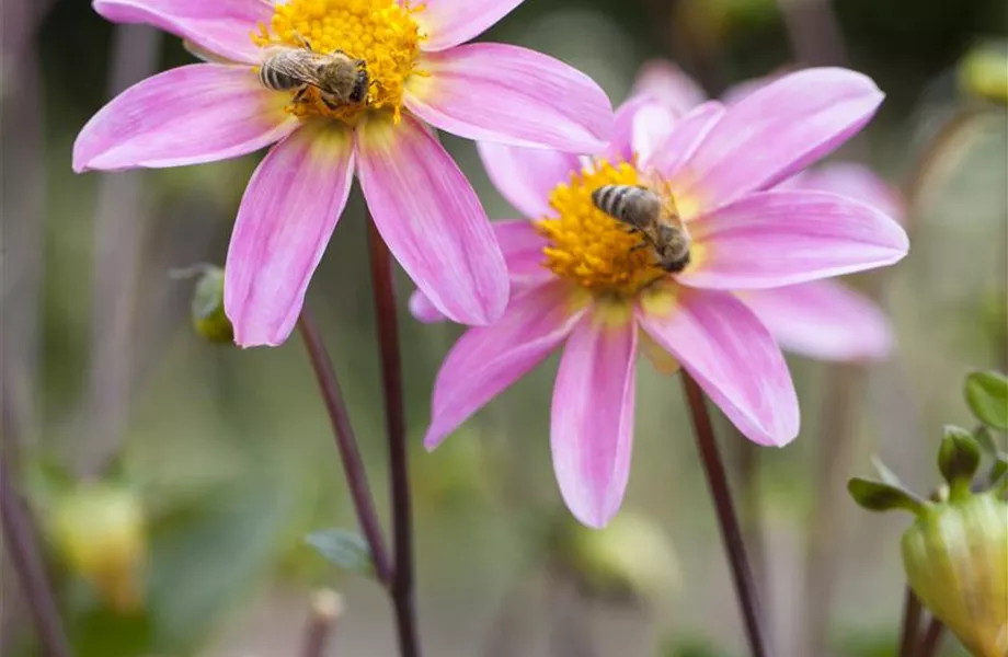 Dahlien – Blütenzauber im Sommer