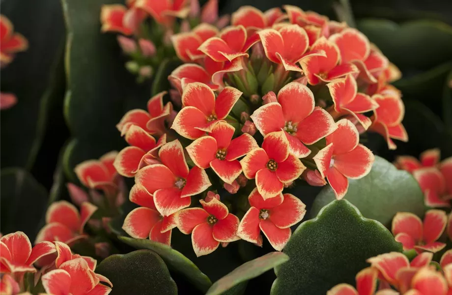 Die Kalanchoe - unsterbliche Schönheit