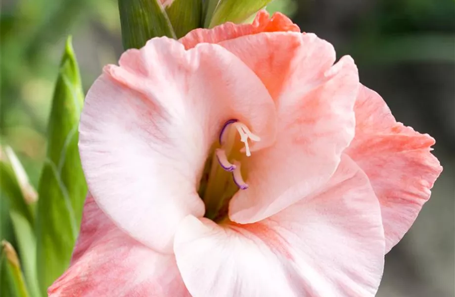 Farbe auf dem Balkon – Blumenzwiebeln für den Sommer