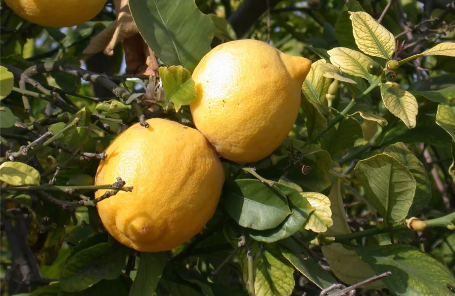 Exoten sorgen für besondere Hingucker im Garten