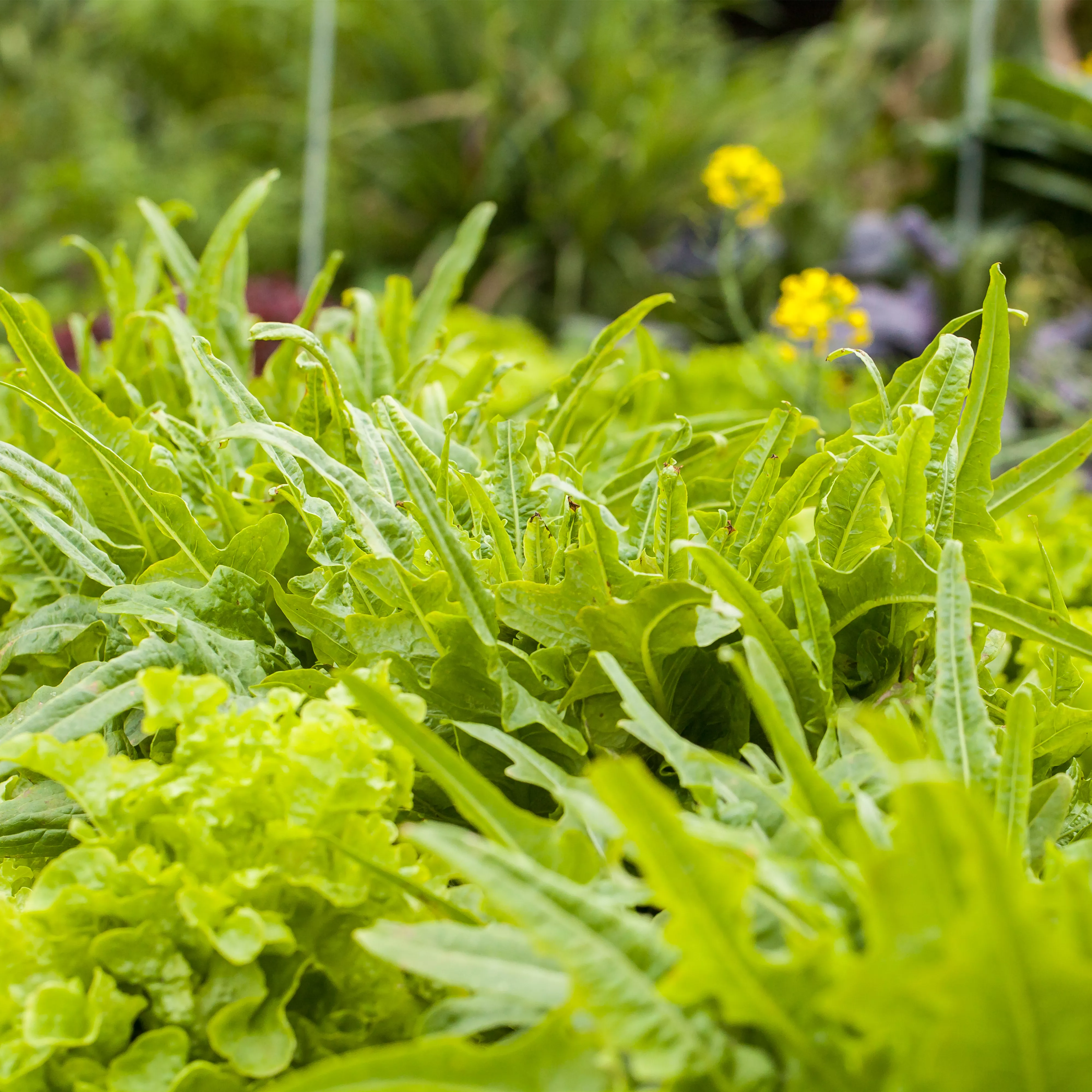 Ein bunter Salat auf dem Balkon mit Urban Gardening