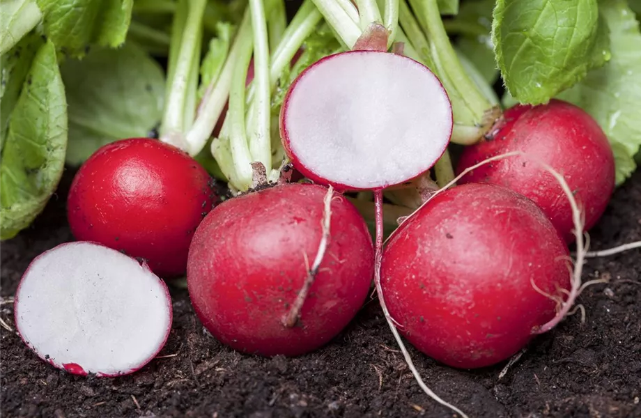 Frisches und leckeres Gemüse aus dem eigenen Garten