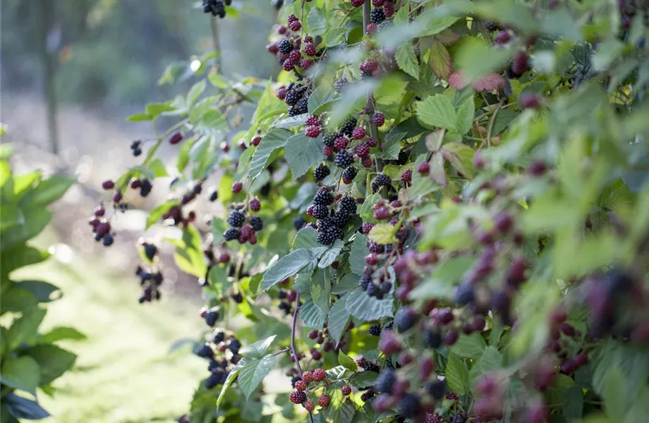 Der Obstgarten – viele Leckereien für große und kleine Naschkatzen