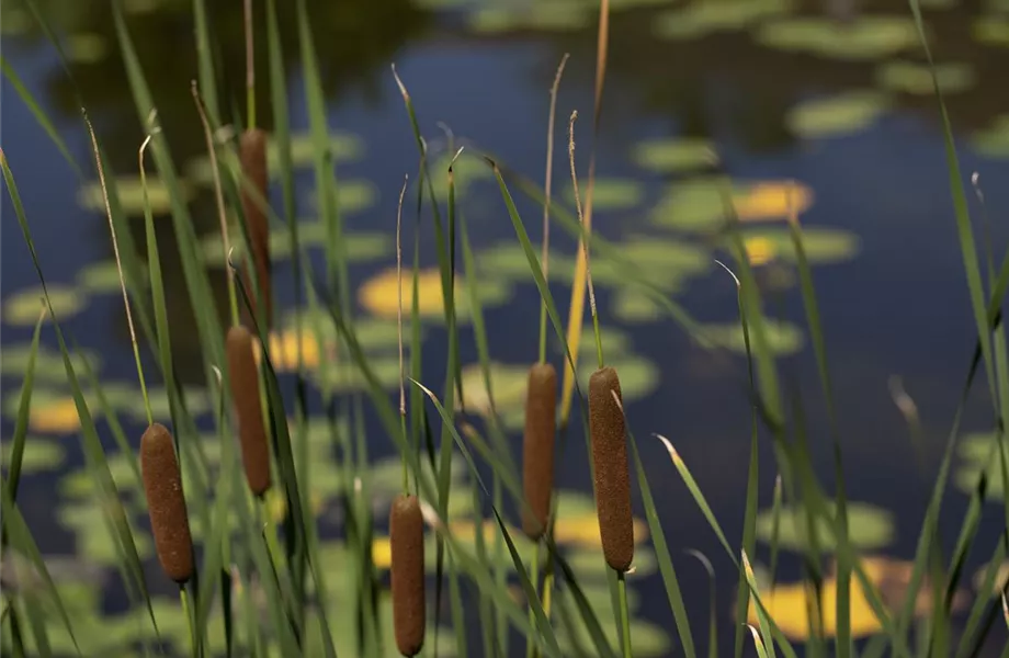 Wellness im eigenen Garten - Oasen schaffen