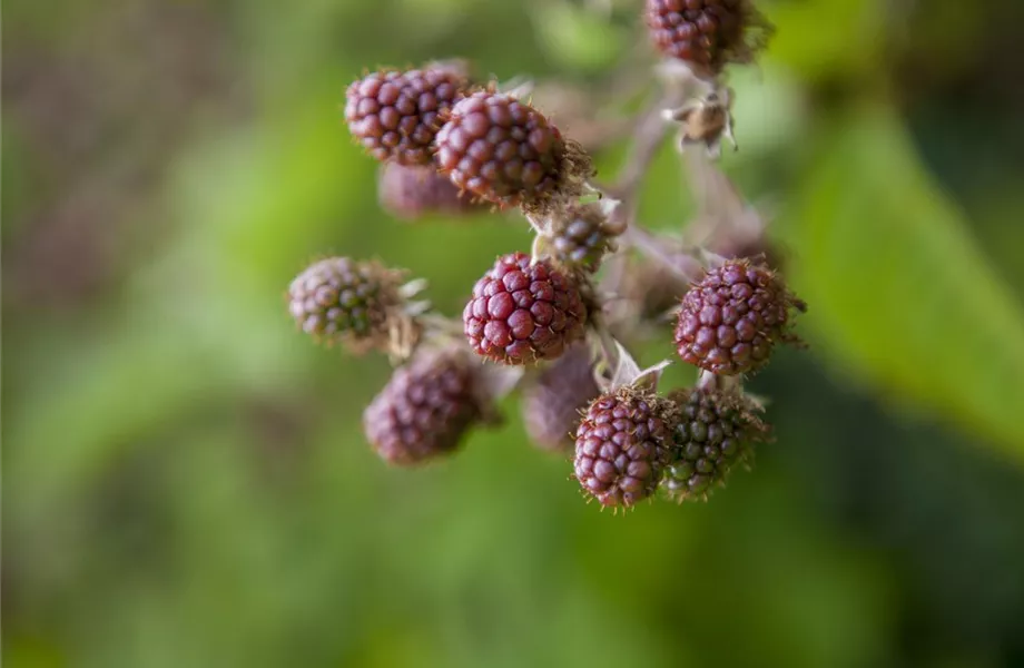 Brombeeren – wilde Leckereien mit langer Tradition