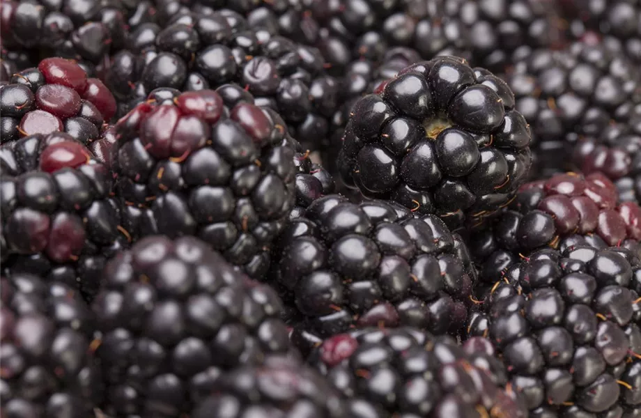 Brombeeren – wilde Leckereien mit langer Tradition