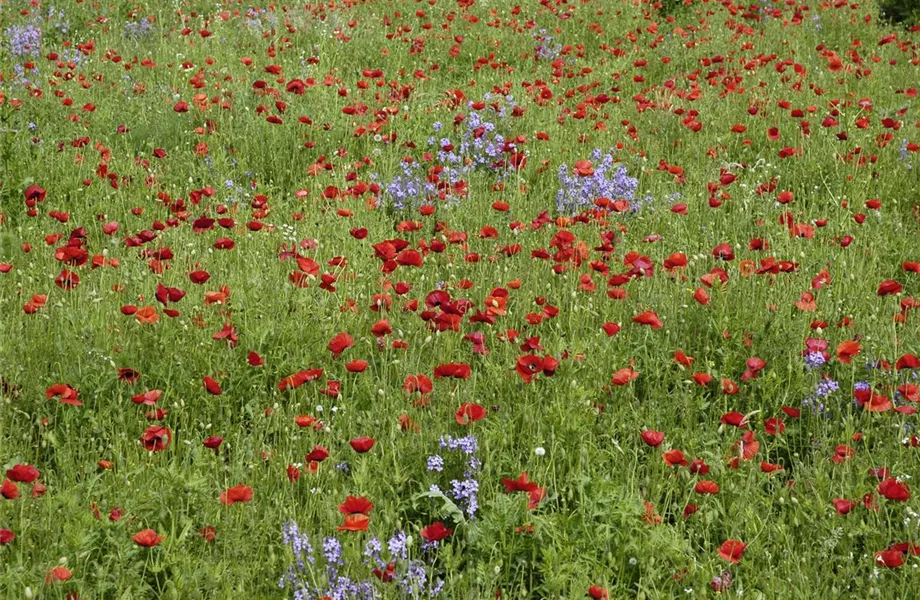 Der Klatschmohn – vom Acker in den Garten