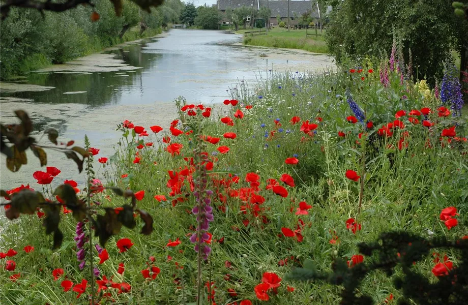 Der Klatschmohn – vom Acker in den Garten