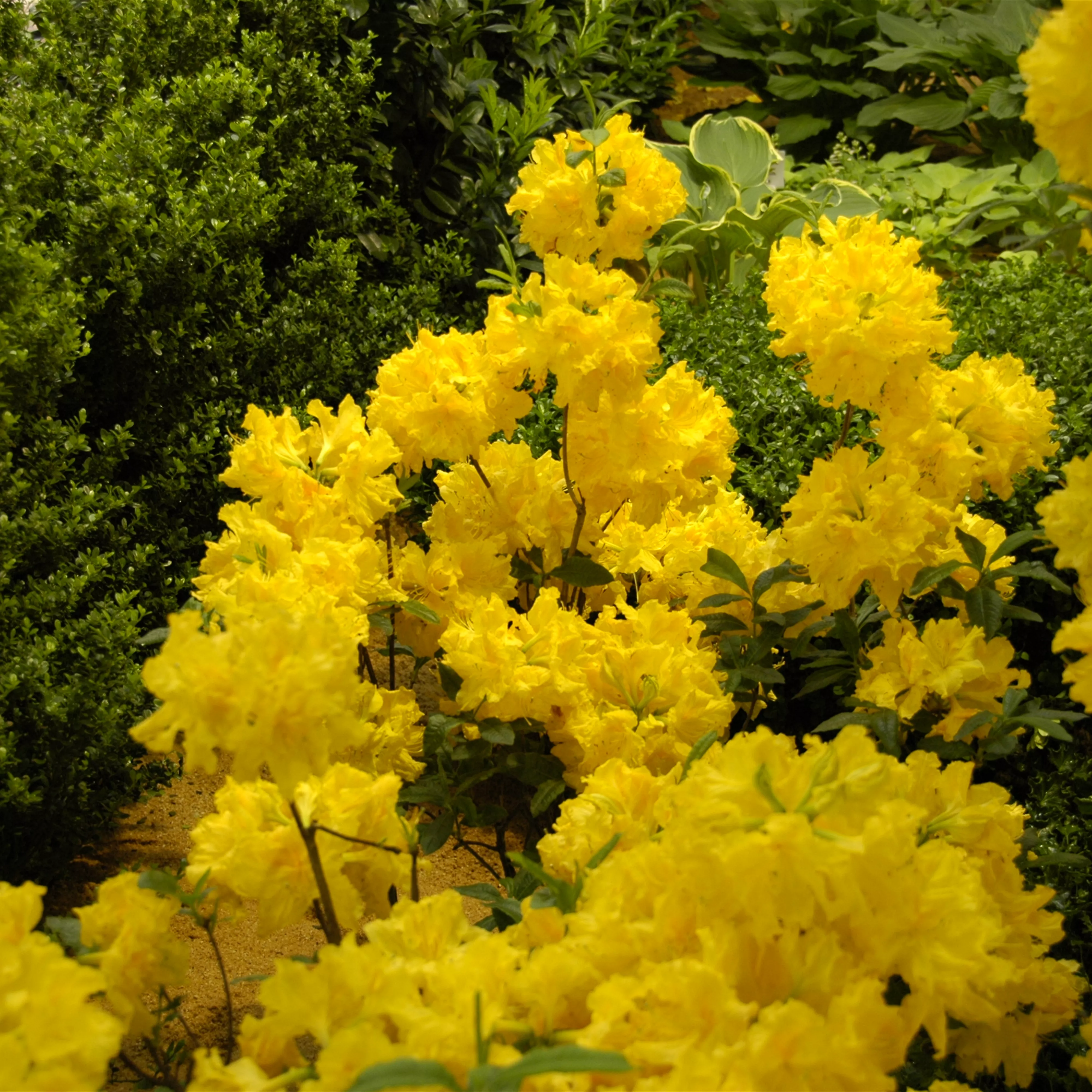 Die Sonne geht auf – Blumenbeet in Gelb und Orange