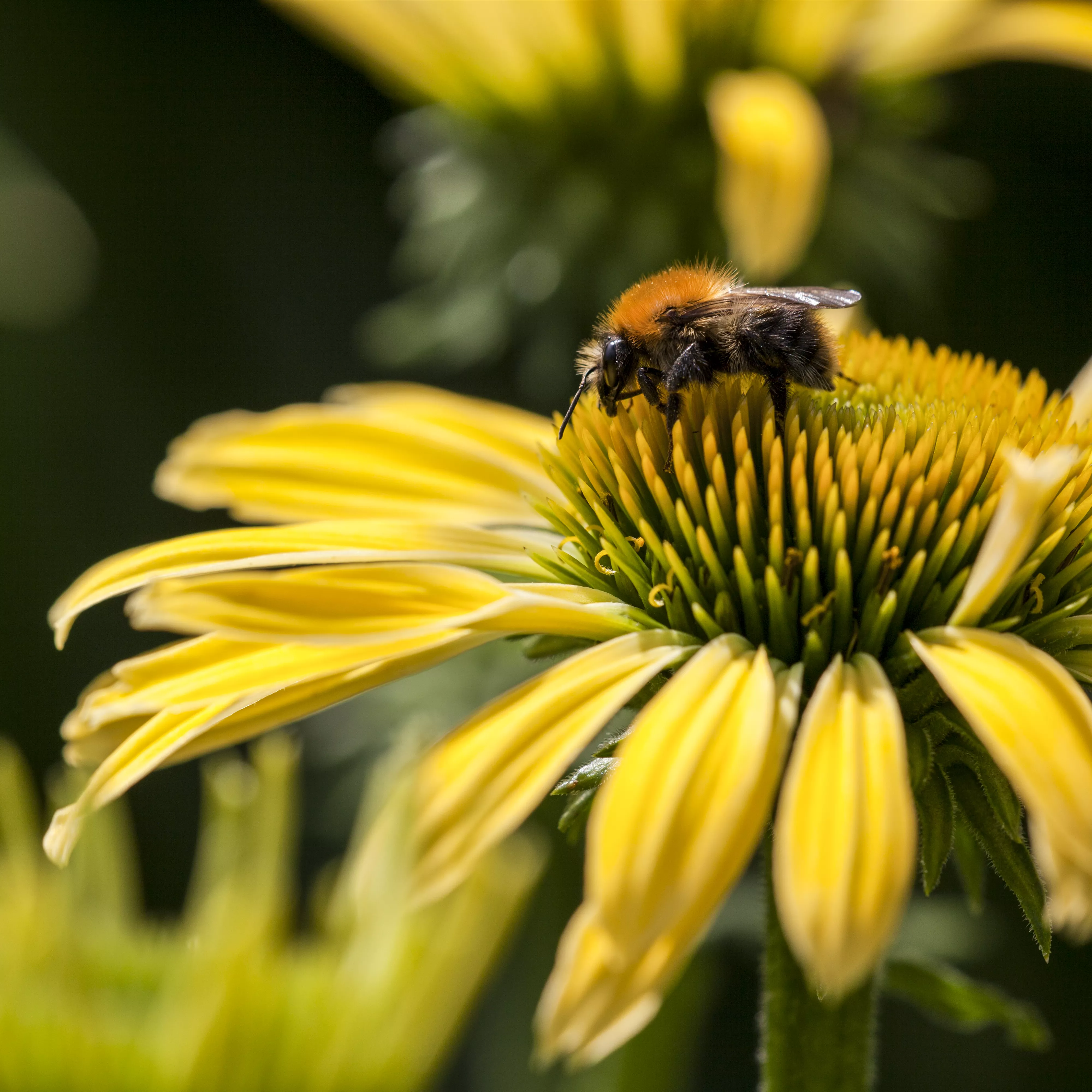 Gemüse blühen lassen als Insektenweide