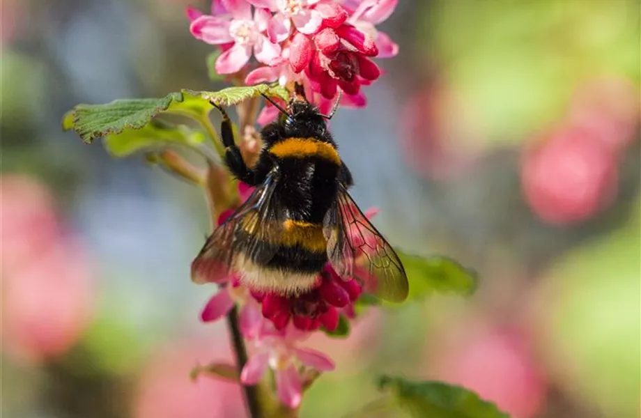 Gemüse blühen lassen als Insektenweide