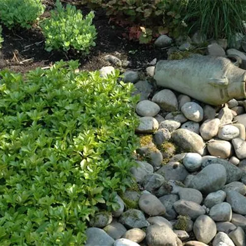 Auf dem Boden der Tatsachen – Bodendecker im Garten