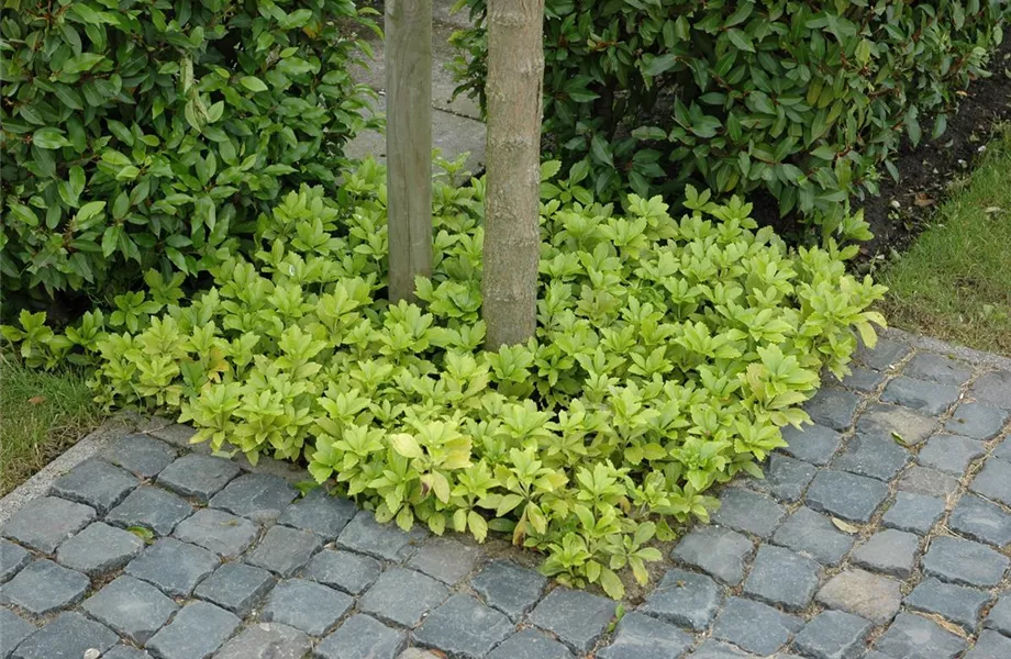 Auf dem Boden der Tatsachen – Bodendecker im Garten