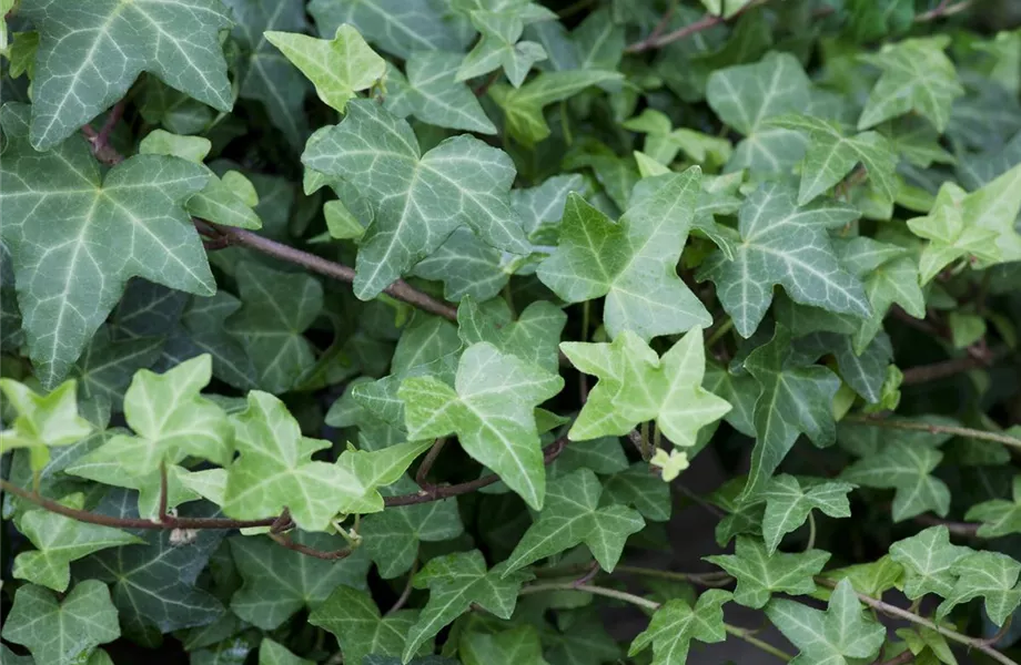 Auf dem Boden der Tatsachen – Bodendecker im Garten