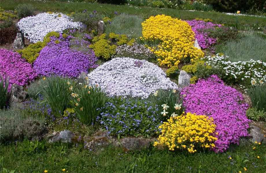 Auf dem Boden der Tatsachen – Bodendecker im Garten