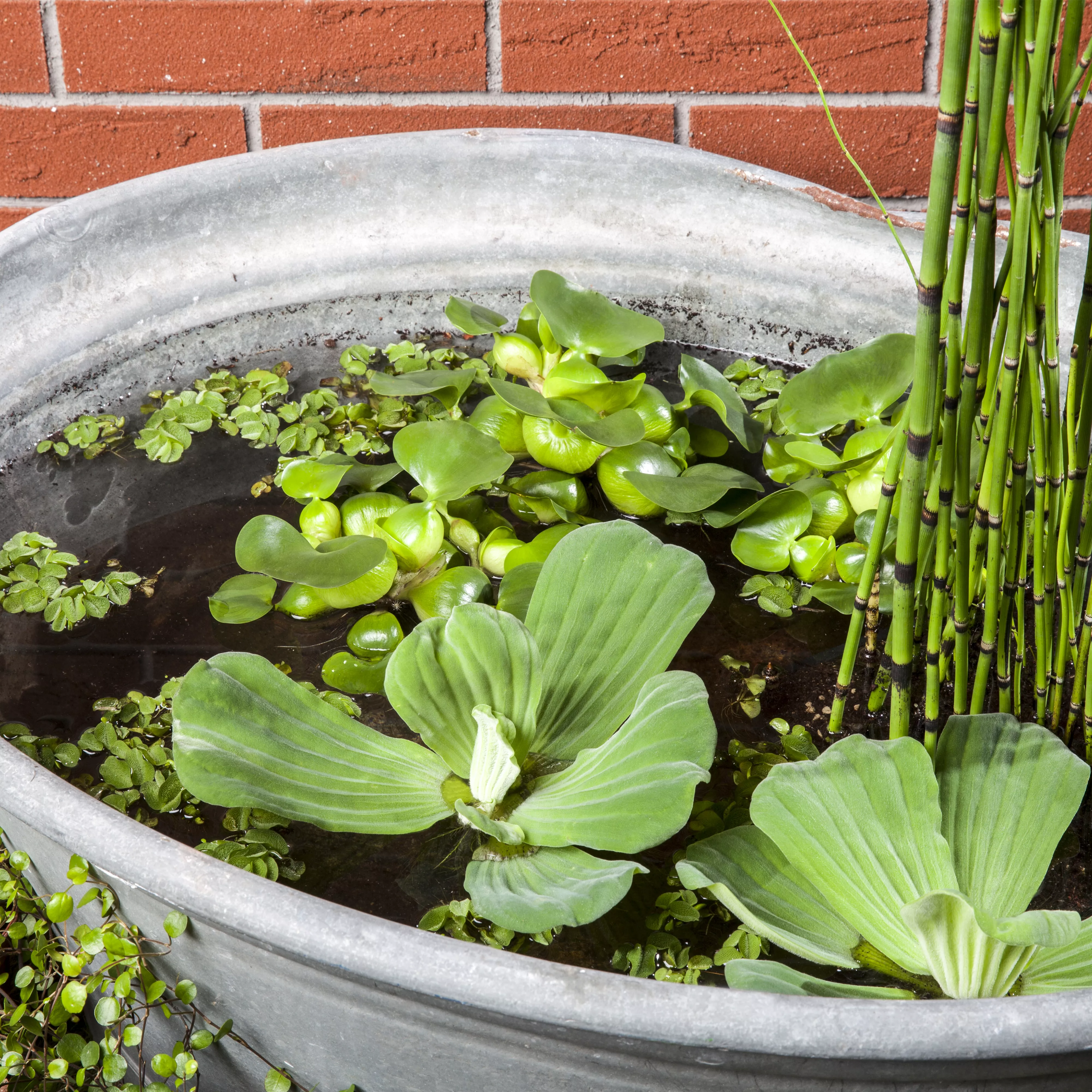 Der Mini-Teich – kleiner Teich ganz groß