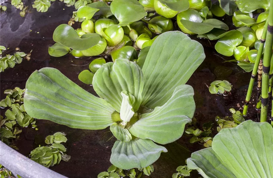 Der Mini-Teich – kleiner Teich ganz groß