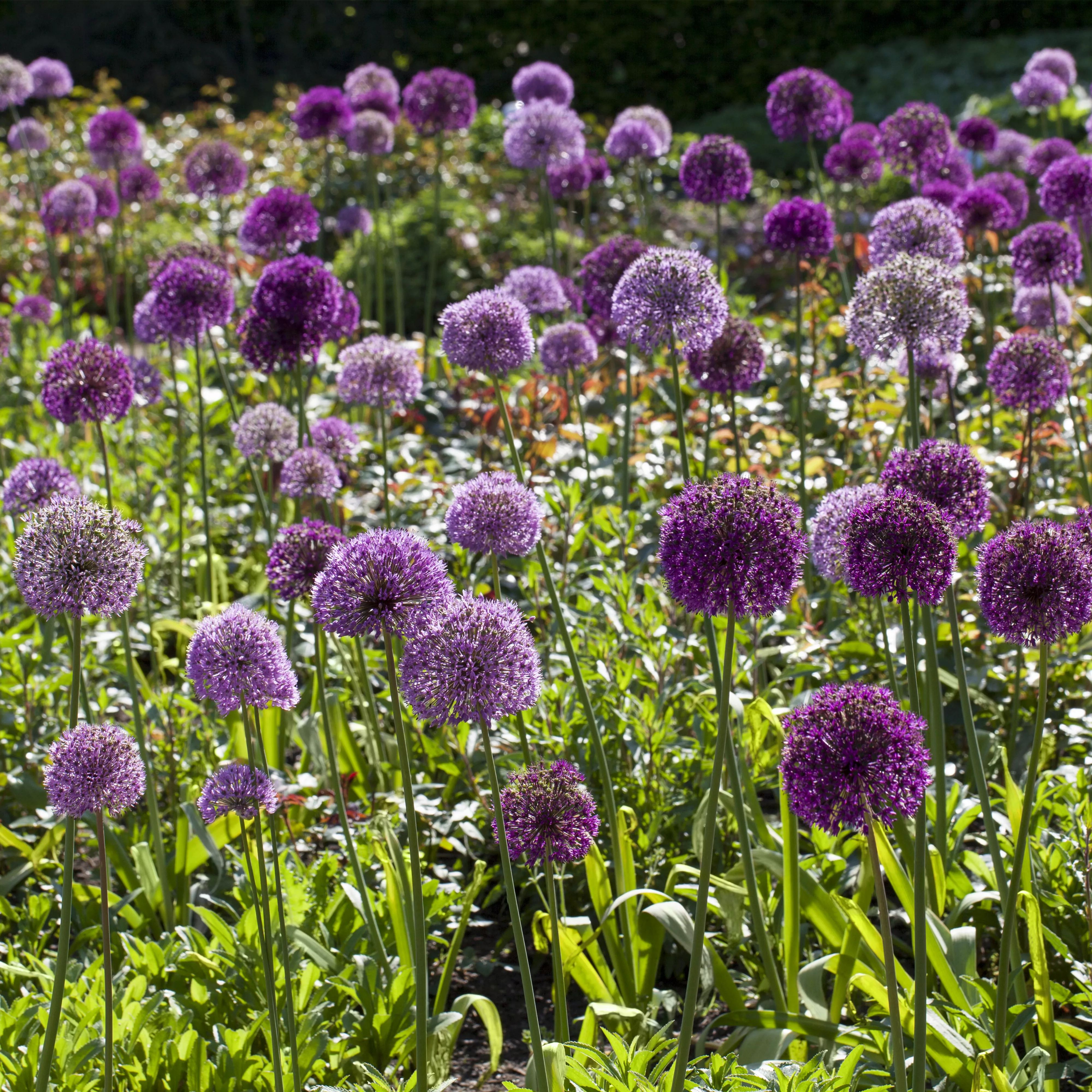 Sommerurlaub für Blumenzwiebeln und Knollen