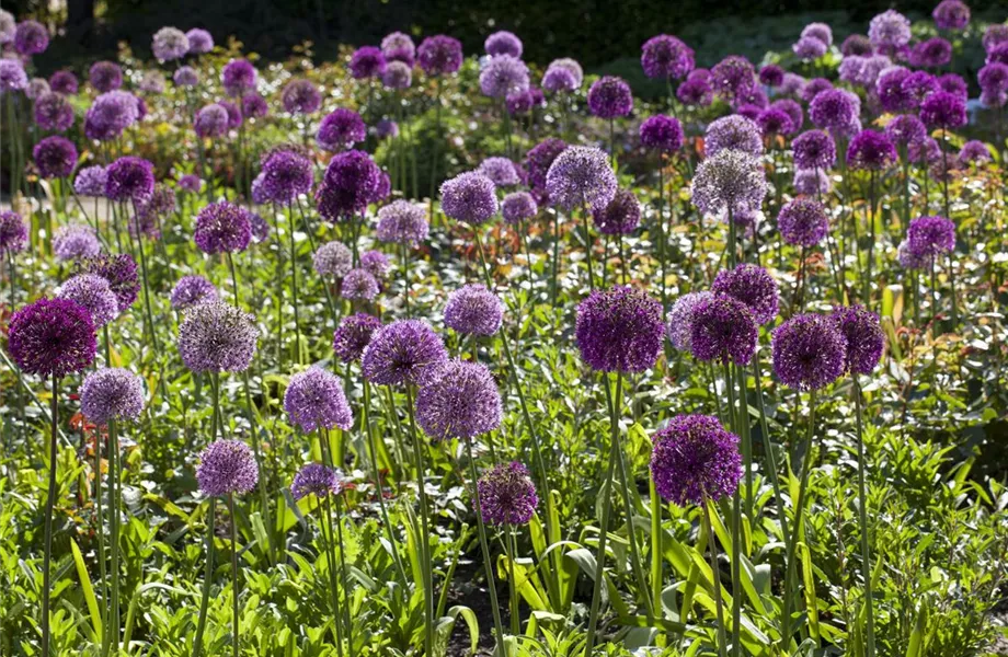 Blumenzwiebeln pflanzen im Garten