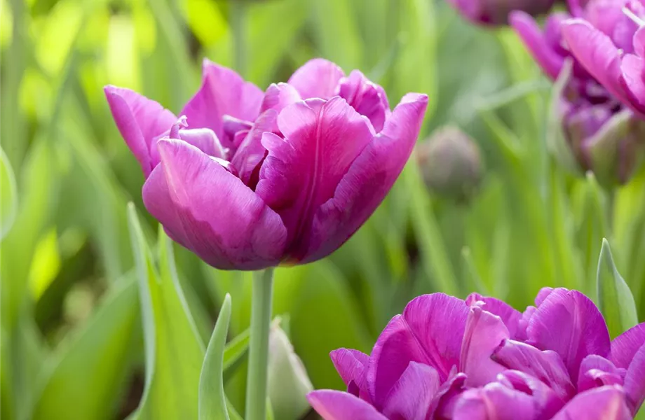 Sommerurlaub für Blumenzwiebeln und Knollen