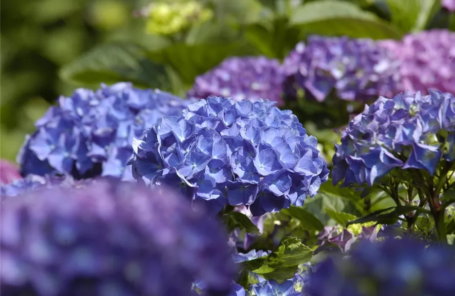 Die Hortensie im Garten – durstige Schönheit mit Charakter