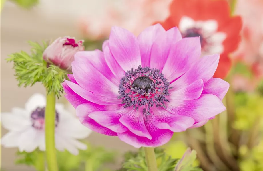 Anemonen im Topf bringen Farbenfreude auf den Balkon