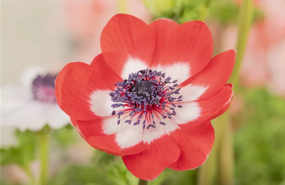 Anemonen im Topf bringen Farbenfreude auf den Balkon